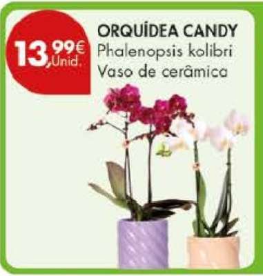 ORQUÍDEA CANDY