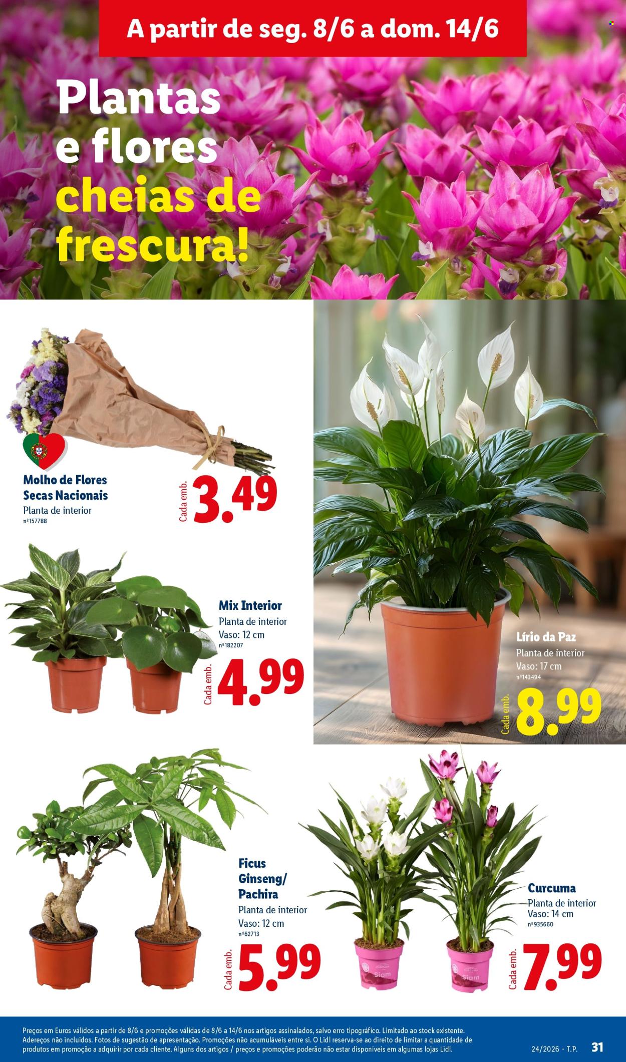 Folheto Lidl - 8.6.2026 - 14.6.2026. Página 31