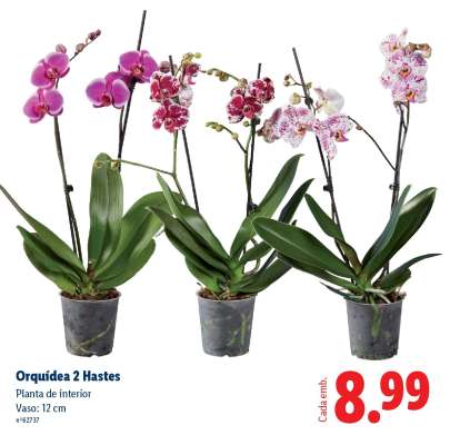 Orquídea 2 Hastes
