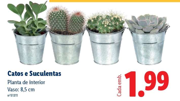 Catos e Suculentas