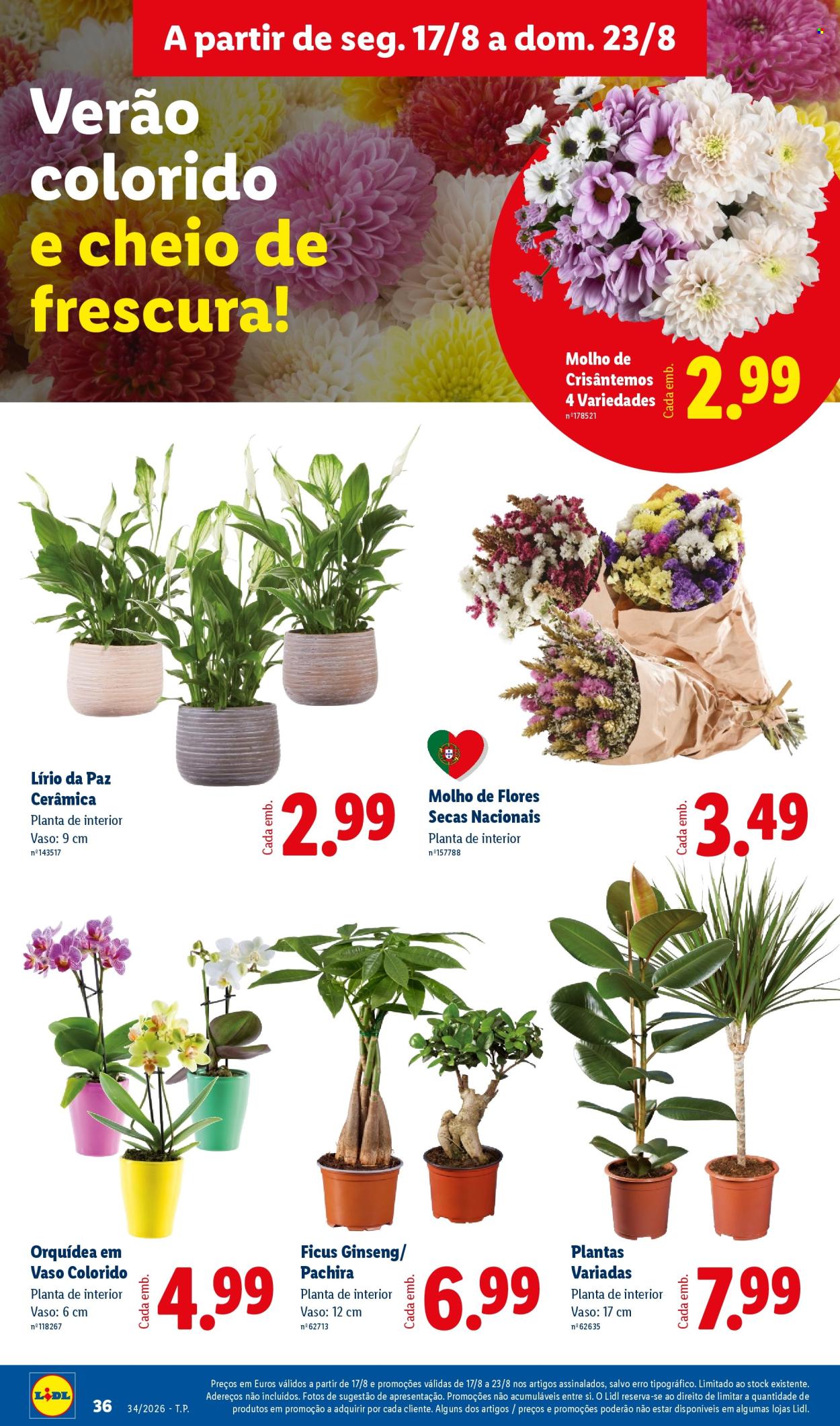 Folheto Lidl - 17.8.2026 - 23.8.2026. Página 36