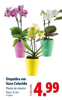 Orquídea em Vaso Colorido