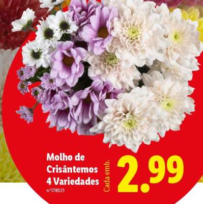Molho de Crisântemos 4 Variedades