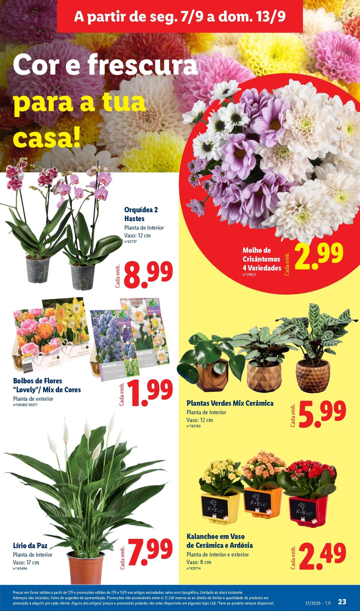 Folheto Lidl - 7.9.2026 - 13.9.2026. Página 25
